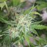 семена конопли фотофем Vertigo feminised GanjaLiveSeeds семена конопли фотофем Vertigo feminised GanjaLiveSeeds