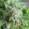 где можно заказать семена конопли Vertigo feminised GanjaLiveSeeds где можно заказать семена конопли Vertigo feminised GanjaLiveSeeds