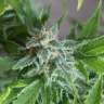 семена конопли скороспелый купить Vertigo feminised GanjaLiveSeeds семена конопли скороспелый купить Vertigo feminised GanjaLiveSeeds