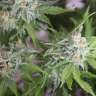 семена конопли гидропоники Vertigo feminised GanjaLiveSeeds семена конопли гидропоники Vertigo feminised GanjaLiveSeeds