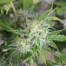 семена конопли дешево Vertigo feminised GanjaLiveSeeds семена конопли дешево Vertigo feminised GanjaLiveSeeds