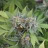 семена конопли с доставкой Vertigo feminised GanjaLiveSeeds семена конопли с доставкой Vertigo feminised GanjaLiveSeeds