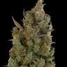 семена конопли с доставкой Auto Cheese feminised
семена конопли с доставкой Auto Cheese feminised