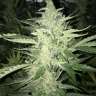 купить семена конопли в украине Auto Cheese feminised
купить семена конопли в украине Auto Cheese feminised