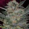 где купить семена конопли в украине Auto Cheese feminised
где купить семена конопли в украине Auto Cheese feminised