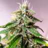 семена конопли курьером Auto Cheese feminised
семена конопли курьером Auto Cheese feminised