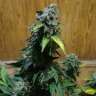 семена конопли bang seeds Erlik feminised Bang Seeds