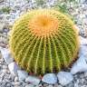 недорогие семена кактусов Echinocactus Grusonii недорогие семена кактусов Echinocactus Grusonii