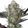 Семена конопли Rolling Frau feminised Ganja Seeds Семена конопли Rolling Frau feminised Ganja Seeds
