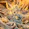 Качественные семена конопли Rolling Frau feminised Ganja Seeds Качественные семена конопли Rolling Frau feminised Ganja Seeds