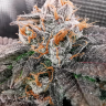 Семена конопли купить Rolling Frau feminised Ganja Seeds Семена конопли купить Rolling Frau feminised Ganja Seeds