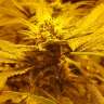 купить семена конопли недорого Auto Lemon feminised купить семена конопли недорого Auto Lemon feminised