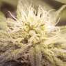 купить урожайные семена конопли Auto Lemon feminised купить урожайные семена конопли Auto Lemon feminised