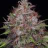 семена конопли заказать почтой Black Domina x Jack Herer feminised
 семена конопли заказать почтой Black Domina x Jack Herer feminised
