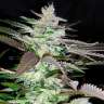 Black Domina x Jack Herer feminised Ganja Seeds Black Domina x Jack Herer feminised Ganja Seeds