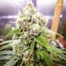 купить семена конопли Киев Black Domina x Jack Herer feminised купить семена конопли Киев Black Domina x Jack Herer feminised