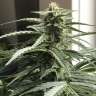 купить семена конопли сорта сатива Auto King’s Kush CBD feminised купить семена конопли сорта сатива Auto King’s Kush CBD feminised