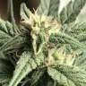 купить семена конопли курьером Auto King’s Kush CBD feminised купить семена конопли курьером Auto King’s Kush CBD feminised