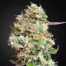 заказать хорошие семена конопли Auto King’s Kush CBD feminised заказать хорошие семена конопли Auto King’s Kush CBD feminised