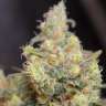 семена конопли мощные Auto Big Devil #2 regular семена конопли мощные Auto Big Devil #2 regular