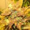 семена конопли Киев Auto Big Devil 2 regular Ganja Seeds семена конопли Киев Auto Big Devil 2 regular Ganja Seeds