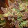 семена конопли курьером Auto Big Devil 2 regular Ganja Seeds семена конопли курьером Auto Big Devil 2 regular Ganja Seeds