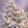 купить семена конопли с доставкой Gorilla Girl feminised
 купить семена конопли с доставкой Gorilla Girl feminised