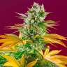 Семена марихуаны Gorilla Girl feminised Ganja Seeds Семена марихуаны Gorilla Girl feminised Ganja Seeds