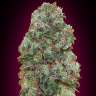 купить семена конопли качественые Bubble Yam feminised
купить семена конопли качественые Bubble Yam feminised