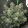 заказать семена конопли наложенным платежом Auto Bomb feminised заказать семена конопли наложенным платежом Auto Bomb feminised