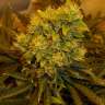 купить семена конопли Himalaya Gold feminised