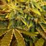 купить семена конопли в Украине Himalaya Gold feminised