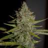 купить семена конопли недорого Himalaya Gold feminised