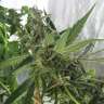 купить качественные семена конопли Himalaya Gold feminised