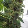 купить семена конопли феминизированные Himalaya Gold feminised