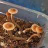 Psilocybe Galindoi Atlantis споры