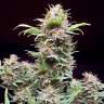 купить семена конопли марихуана Satori regular купить семена конопли марихуана Satori regular
