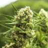 купить семена конопли интернет магазин El Niño feminised купить семена конопли интернет магазин El Niño feminised