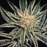 купить семена конопли дешево El Niño feminised купить семена конопли дешево El Niño feminised