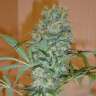 семена конопли Nibiru feminised Ganja Seeds
