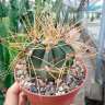Купить семена кактуса Astrophytum senile var. aureum Купить семена кактуса Astrophytum senile var. aureum