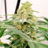 Качественные семена конопли Kerosene Krash feminised Ganja Seeds