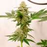 Качественные семена марихуаны Kerosene Krash feminised Ganja Seeds
