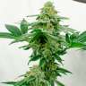 Качественные семена канабиса Kerosene Krash feminised Ganja Seeds