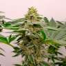 Семена конопли Kerosene Krash feminised Ganja Seeds