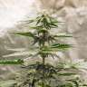 купить семена конопли аутдор Auto Lowryder feminised купить семена конопли аутдор Auto Lowryder feminised