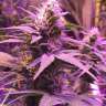 купить семена конопли Skunk x Early Skunk feminised
 купить семена конопли Skunk x Early Skunk feminised