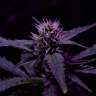 где заказать семена конопли Skunk x Early Skunk feminised где заказать семена конопли Skunk x Early Skunk feminised