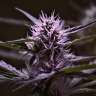 заказать семена конопли наложенным платежом Skunk x Early Skunk feminised заказать семена конопли наложенным платежом Skunk x Early Skunk feminised
