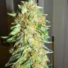 где заказать семена конопли Big Bang feminised где заказать семена конопли Big Bang feminised